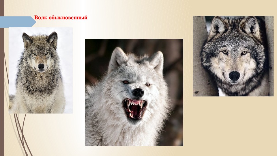 Географические признаки волка обыкновенного в каких