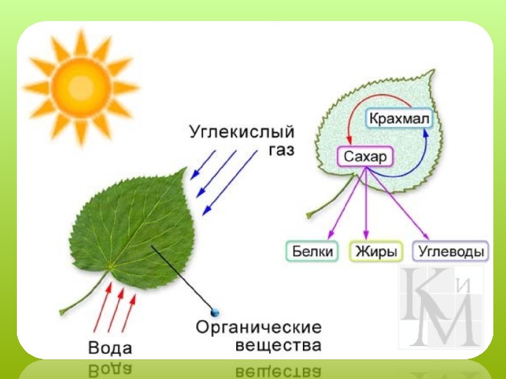 Фотосинтез урок презентация