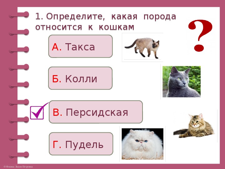 Про кошек и собак 2 класс. Задания по кошкам. Породы кошек задания. Задание по окружающему миру 2 класс про кошек и собак. Задания про собак и кошек окружающий мир.