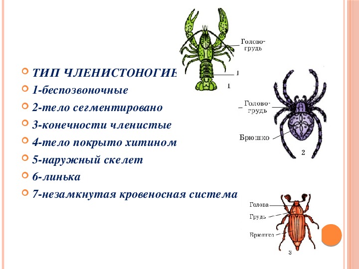 Используя рисунок 83 на с 109 охарактеризуйте особенности внешнего строения членистоногих