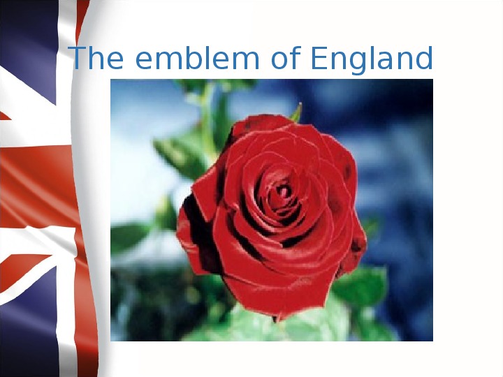 Символ великобритании 5. Цветочный символ Англии. Национальный символ Англии.