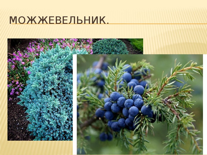Можжевельник сибирский фото и описание
