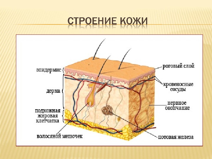 Карта кожи человека