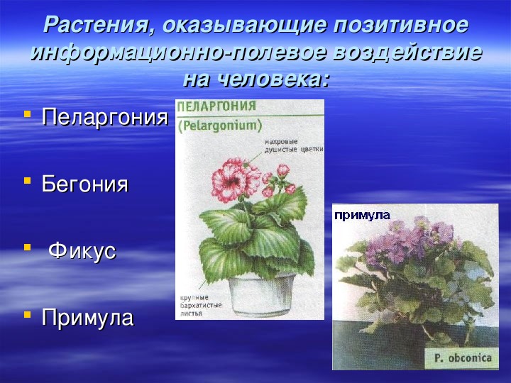 Декоративное цветоводство презентация. Растения города.декоративное цветоводство. Декоративное цветоводство презентация 7 класс биология. Растения города декоративное цветоводство 7 класс биология.