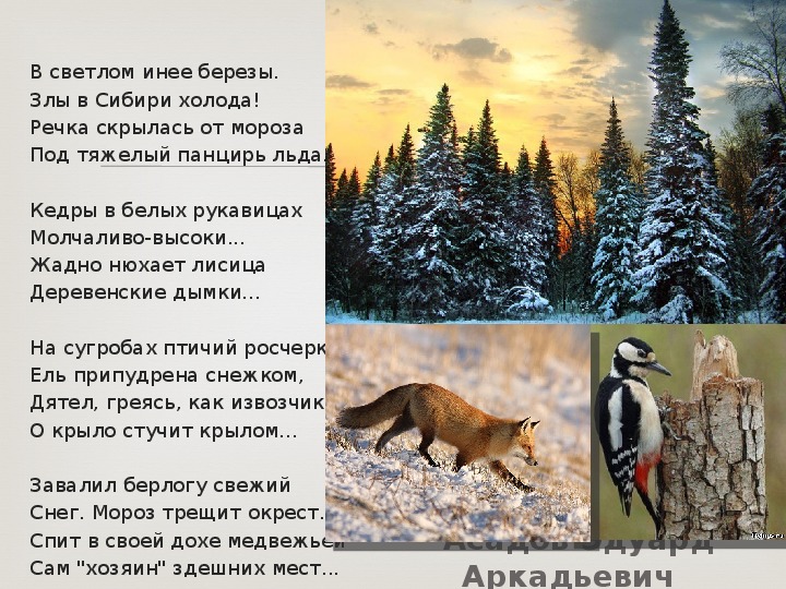 О какой природе идет речь. В Светлом инее березы злы в Сибири холода. Берёза кедр лиса. Береза в инее и лиса. Песня у нас в Сибири холода.