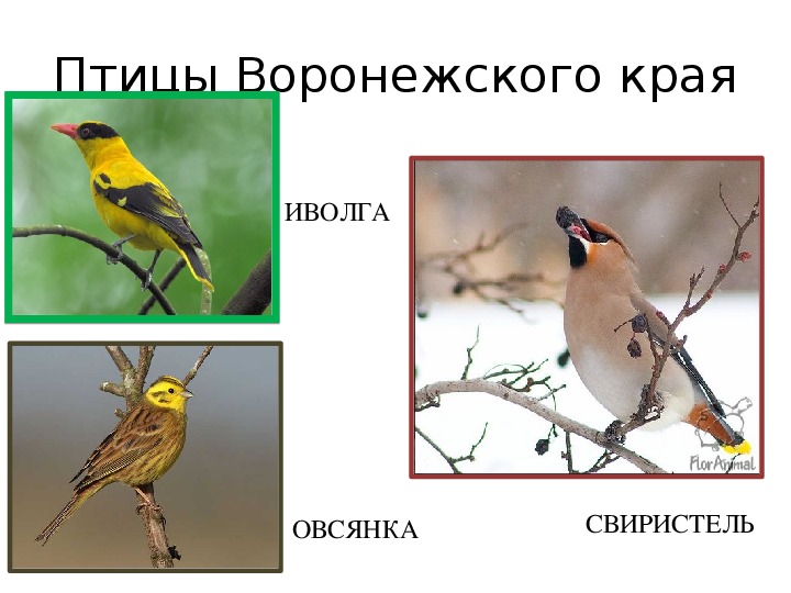 Птицы воронежской области фото с названиями и описанием