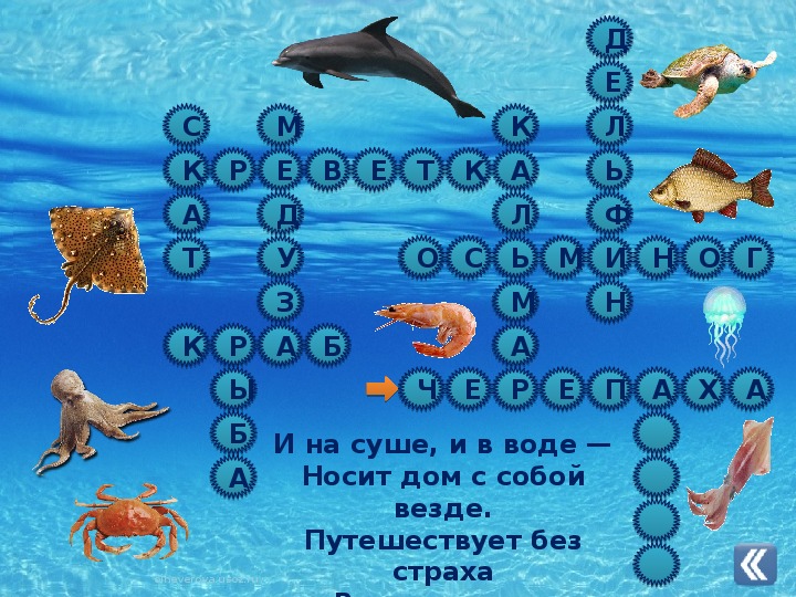 Сканворд мировой океан. Кроссворд обитатели морей и океанов. Кроссворд обитатели океана. Кроссворд морские обитатели для детей. Кроссворд мировой океан.