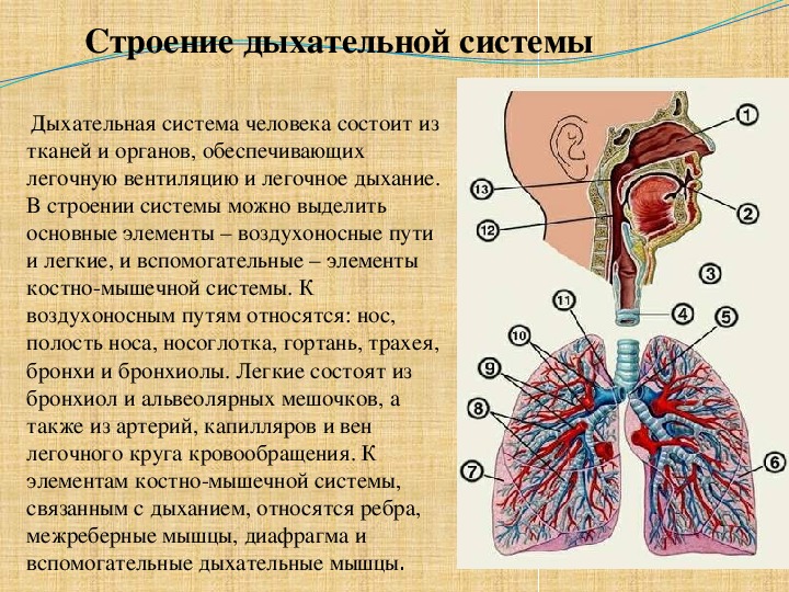 Презентация"Функциональные возможности дыхательной системы"