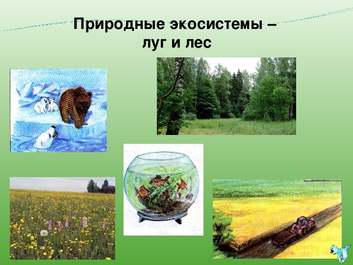 Роль в природных экосистемах. Экосистема. Природные экологические системы. Лесная экосистема. Экосистема лес.