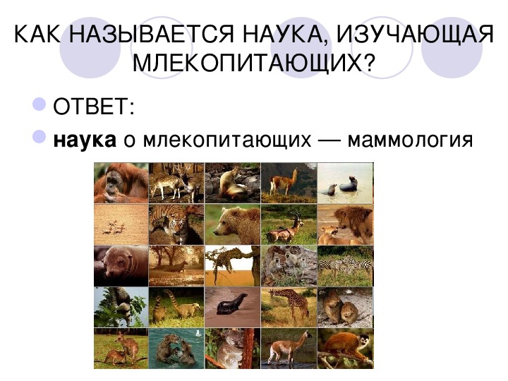Тест по теме млекопитающие 7 класс биология