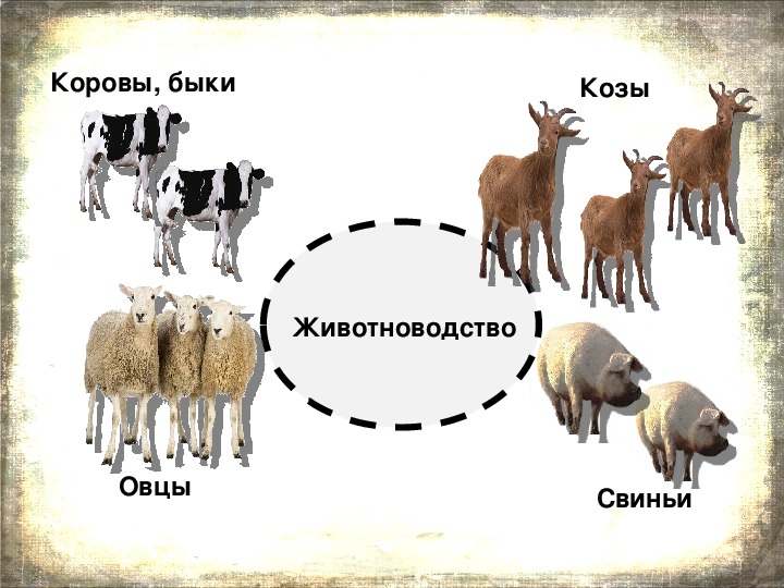 Корова коза овца свинья. Коровы овцы козы. Корова и овца. Корова и коза. Свиньи овцы и козы.