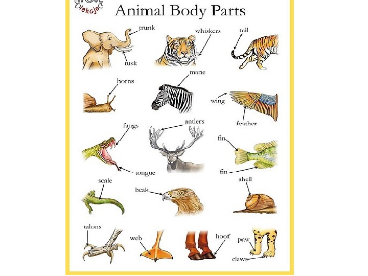 Wild parts. Части тела животного. Части животных на английском языке. Части тела животные английский. Части тела животных на английском.