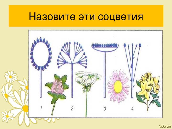 Тест цветок соцветие 6 класс биология. Биология 6 класс тема соцветия. Тема соцветия.