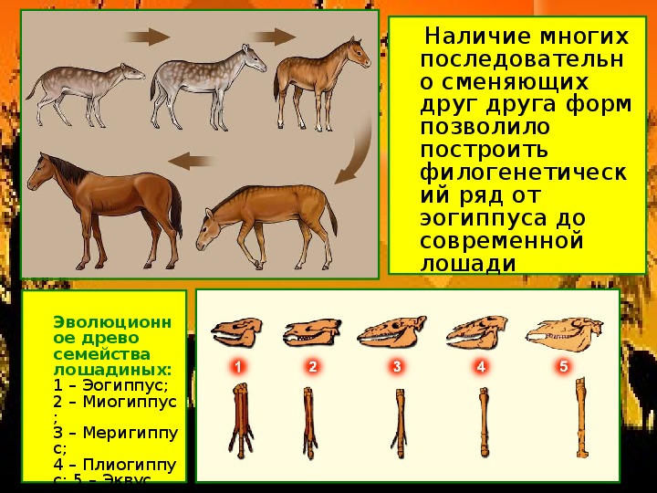 Схема эволюции животного мира 8 класс