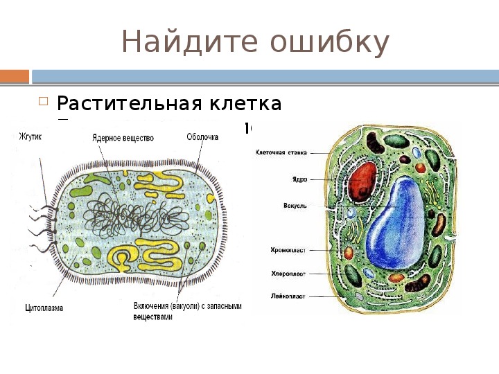 Есть ли у растений клетки. Клетка растения строение жгутики. Жгутики у клеток растений. Жгутики растительной и животной клетки. Жгутики у растительной клетки.