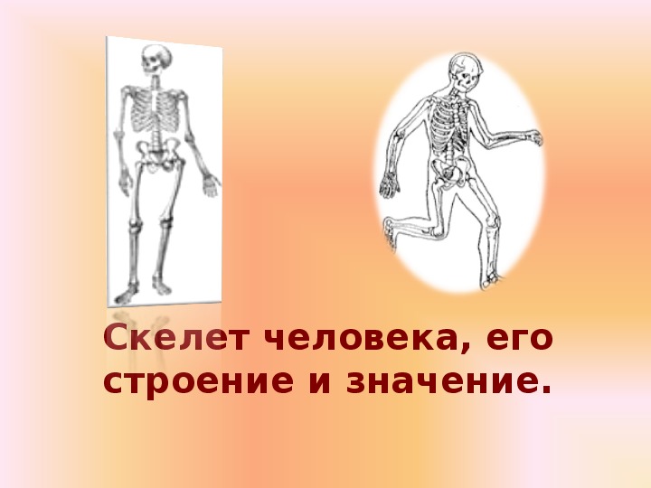 "Отделы скелета человека" (биология, 8 кл.)