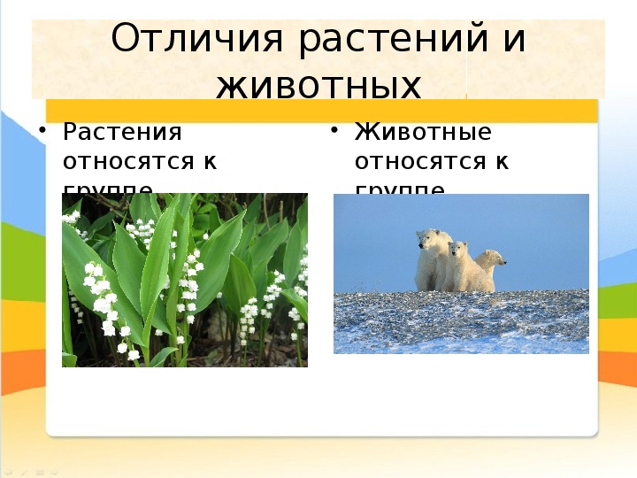 Чем животные отличаются от растений кратко. Растения и животные различия. Отличие животных от растений. 5 Отличий животных от растений. Чем растения отличаются от животных.