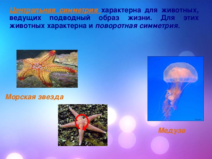 Тип симметрии щуки. Симметрия медузы. Лучевая симметрия у животных.