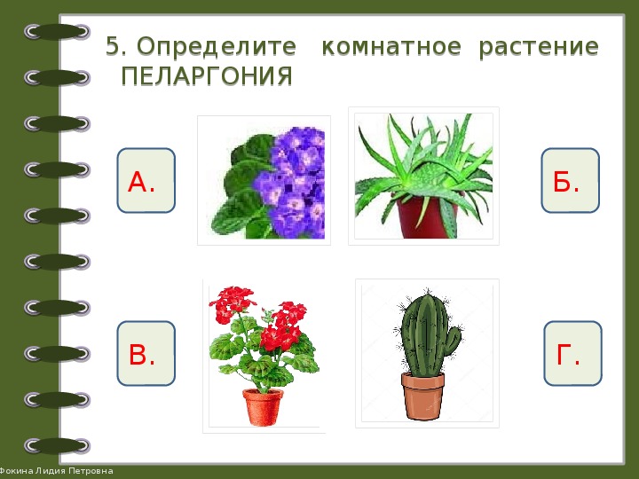Цветы 2 раза в год. Комнатные растения задания. Комнатные растения задания для дошкольников. Растения для дошкольников. Задание по комнатным цветам.