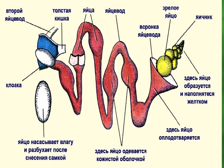 Яйцевод. Строение яйцевода птицы. Строение яйцевода. Схема строения яйцеводов. Строение яйцевода курицы.