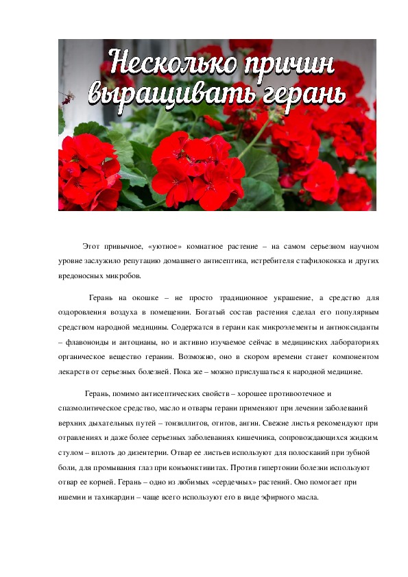Обложка для материала Герань.