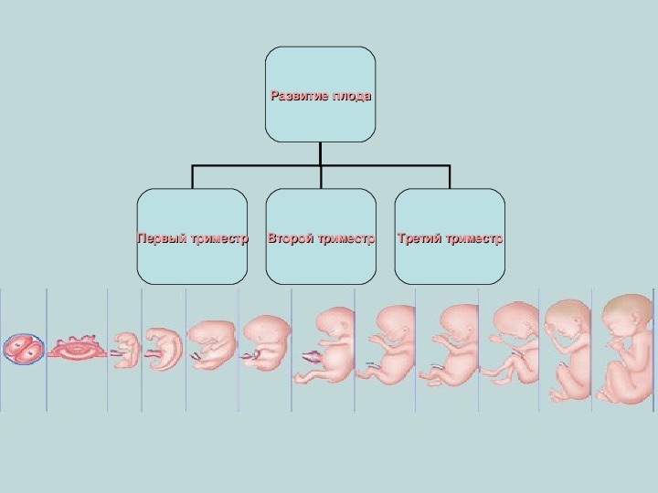 Внутриутробное развитие организма презентация