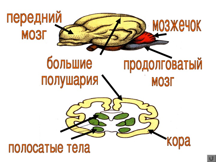 Млекопитающие 7 класс презентация