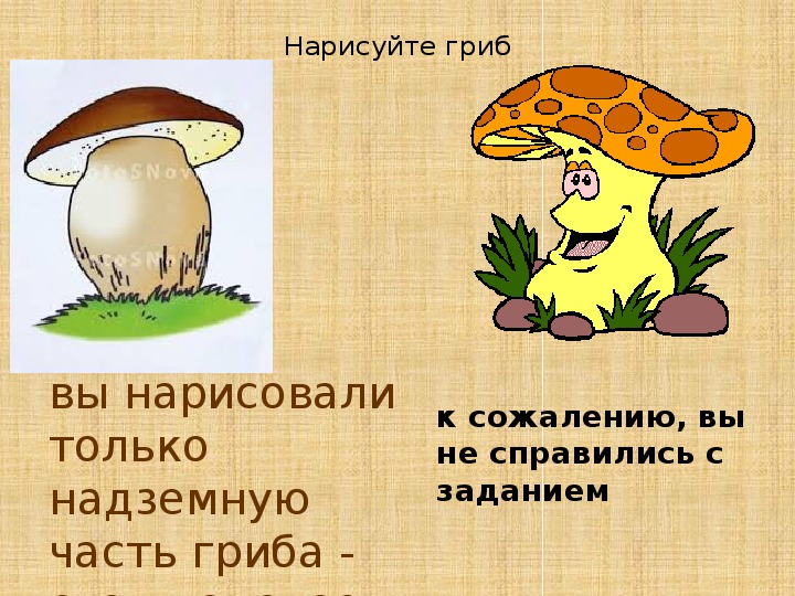 Тест грибы 5 класс биология. Гриб рисование презентация. Царство грибов 5 класс биология. Задание для урока в царстве грибов. Нарисовать грибы 5 класс биология.