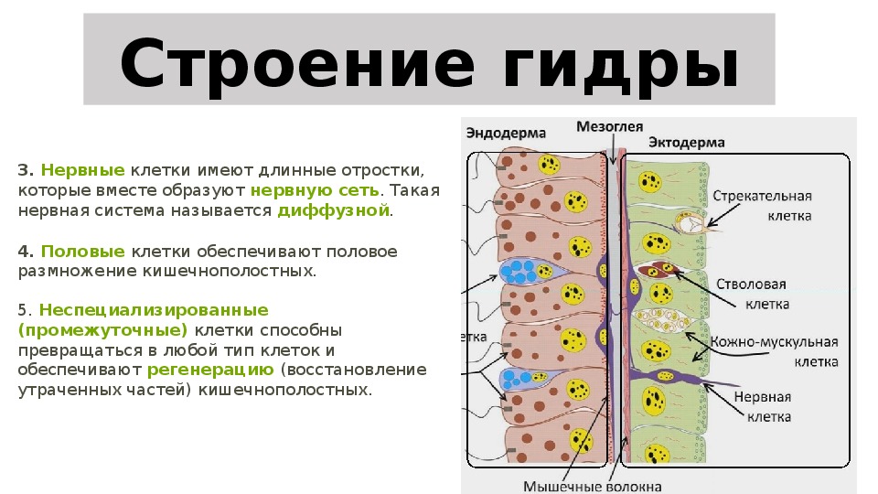 Клетки имеют отростки могут иметь. Строение нервной клетки кишечнополостных. Имеет длинные отростки которые образуют нервную сеть. Нервная сеть у кишечнополостных.