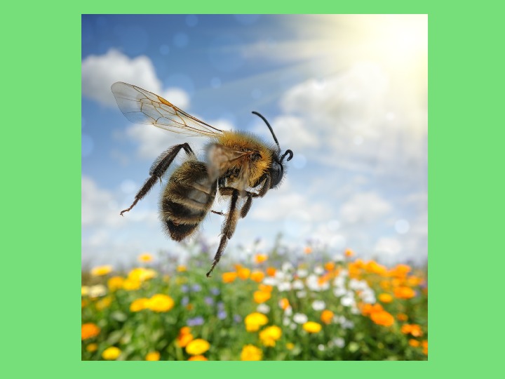 Звук пчелы слушать. Полет пчелы геометрия. Звук пчелы вибрация. Bee Sound. Звук пчелы.