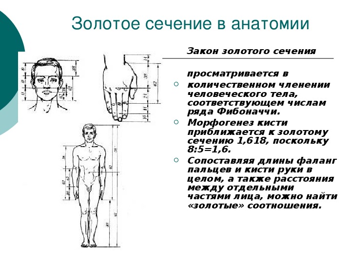 Ножи Золотое Сечение Официальный Сайт Купить