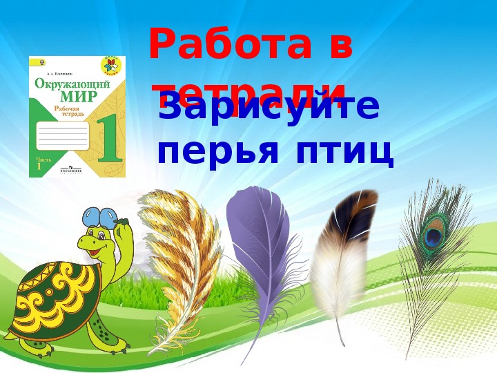 Окружающий мир кто такие птицы. Перья окружающий мир. Перья птиц окружающий мир. Перья птиц окружающий мир 1 класс. Перья поиц окрудающийтмир.