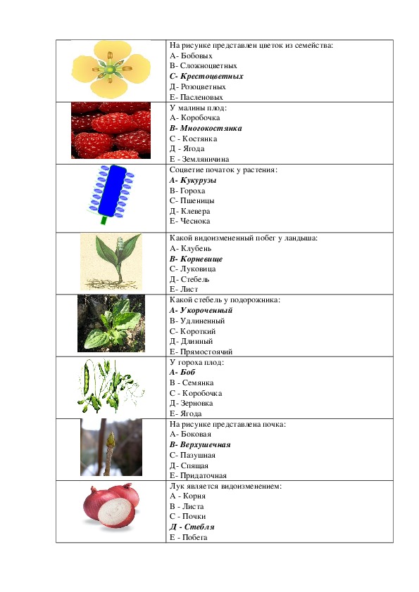 Тест по биологии ботаника. Тест по ботанике. Тесты по ботанике семейства растений. Тест по ботанике 6 класс.
