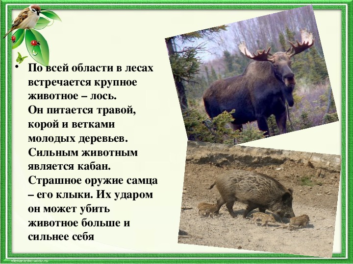 Животные красной книги орловской области фото и описание
