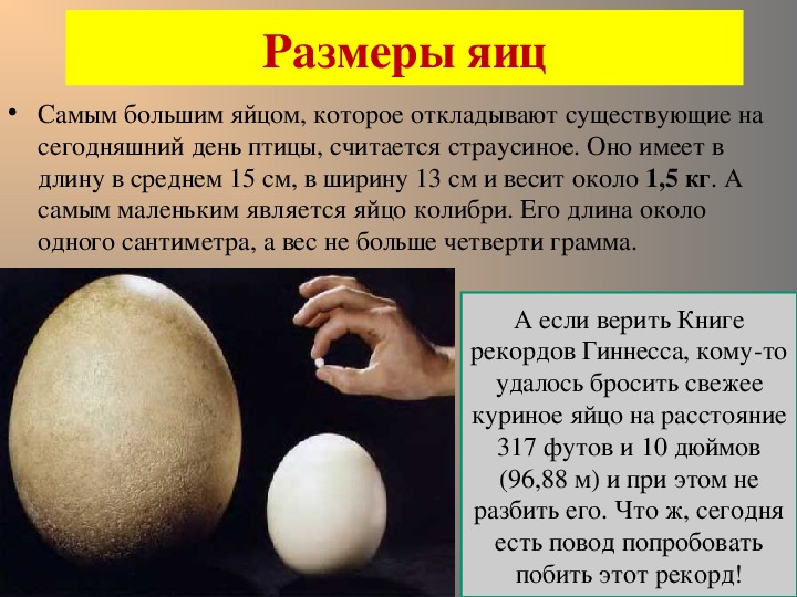 Размер яиц кур. Размер яиц. Размер куриного яйца. Средний диаметр куриного яйца. Высота куриного яйца.