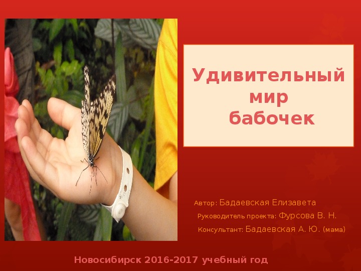 Удивительный мир бабочек проект