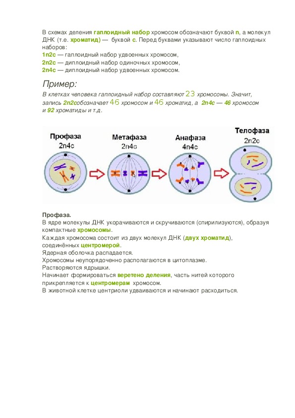 Профаза митоза сколько хромосом. Профаза митоза набор хромосом и ДНК. Профаза 1 набор ДНК И хромосом. Анафаза первого деления мейоза набор хромосом. Профаза мейоза 1 набор ДНК.