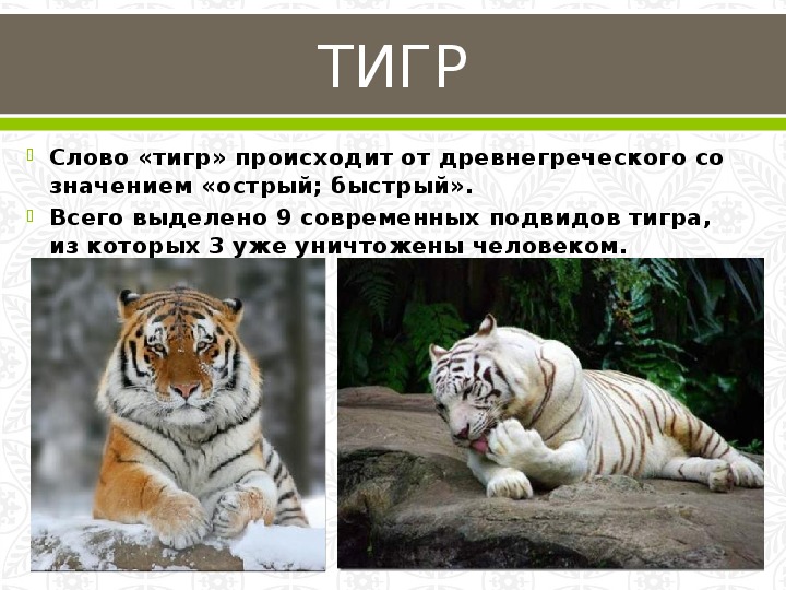 Объясните слово тигр