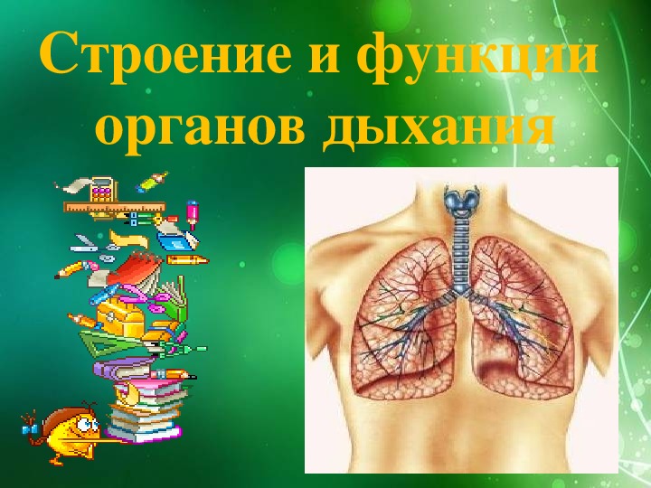 Презентация"Органы дыхания.Строение и функции органов" 8 класс