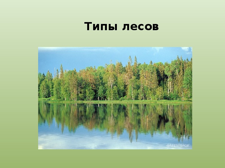 Тест лес 4 класс окружающий. Типы лесов. Типы леса в России. Какие бывают типы леса. Виды типов лесов.