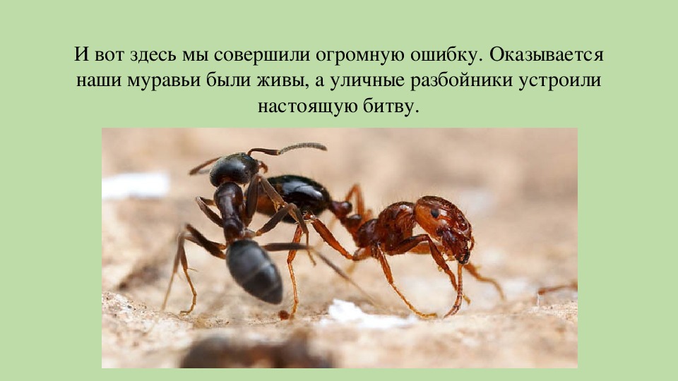 Муравьиное царство. Царство муравьев. Муравьи исследовательская работа. Муравей царство. О Полонский муравьиное царство.