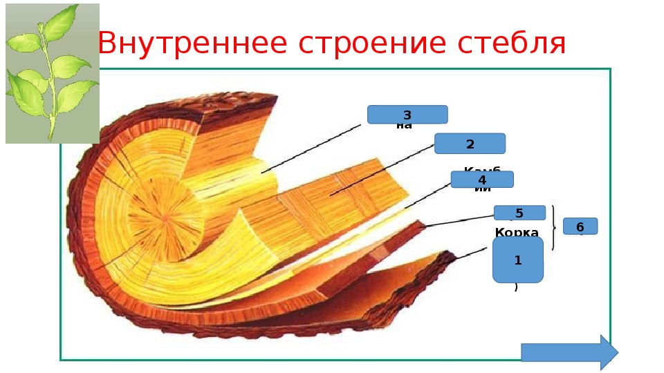 Презентация 6 класс строение стебля презентация