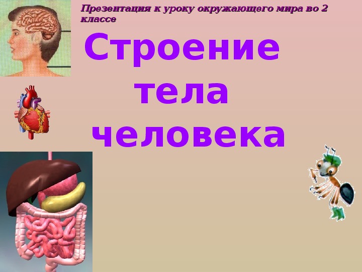 Тело человека 3 класс