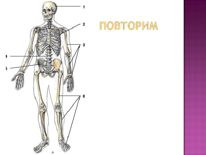 Опорно двигательная система человека биология 8 класс презентация