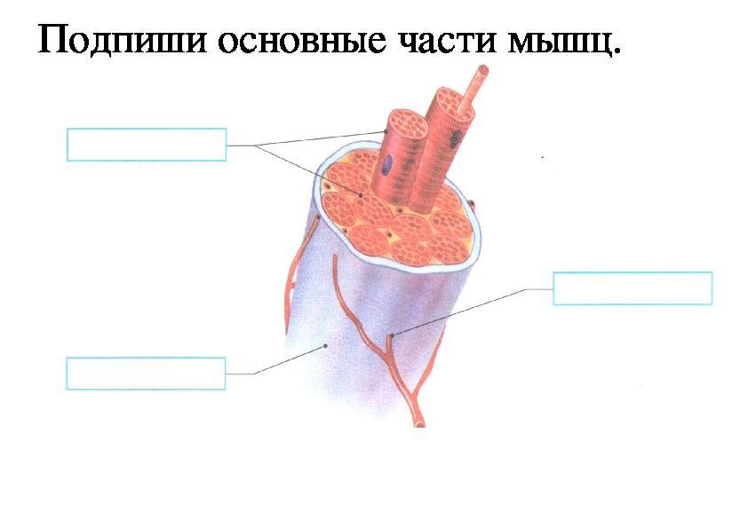 Скелетные мышцы