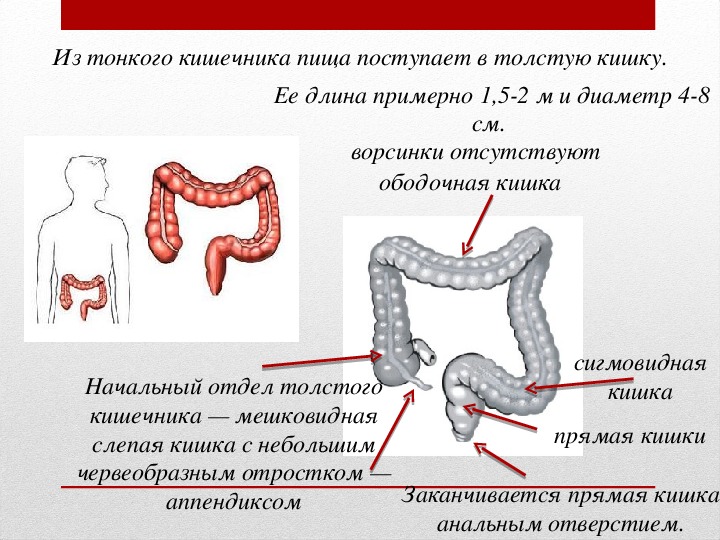 Толщина стенки прямой кишки в норме