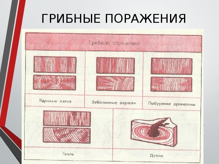 Пороки древесины 6 класс технология презентация