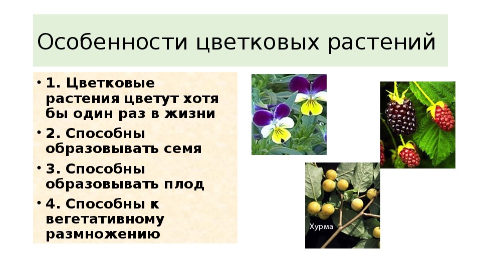 Покрытосеменные состоят из. Особенности цветковых растений. Покрытосеменные и цветковые растения 5 класс. Отличительные особенности цветковых растений. Особенности цветковых покрытосеменных растений.