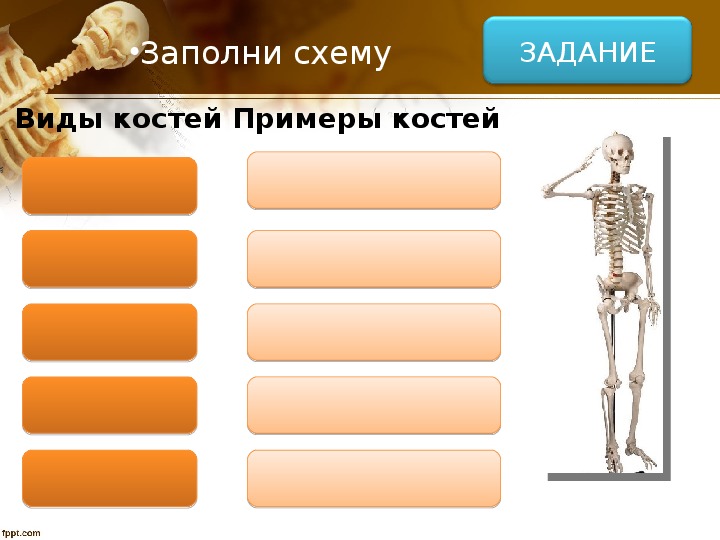 Задания кости. Заполни схему виды костей. Заполните схему «виды костей». Заполни схему рост костей.