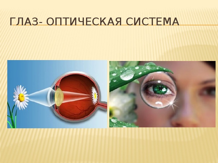 Глаз как оптическая система презентация по физике 11 класс